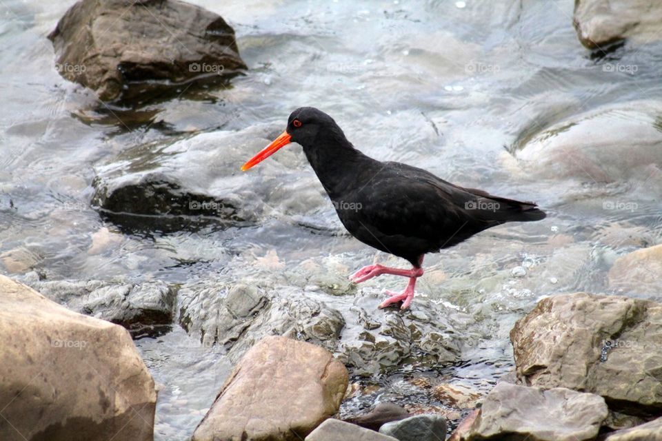 Oyster catcher