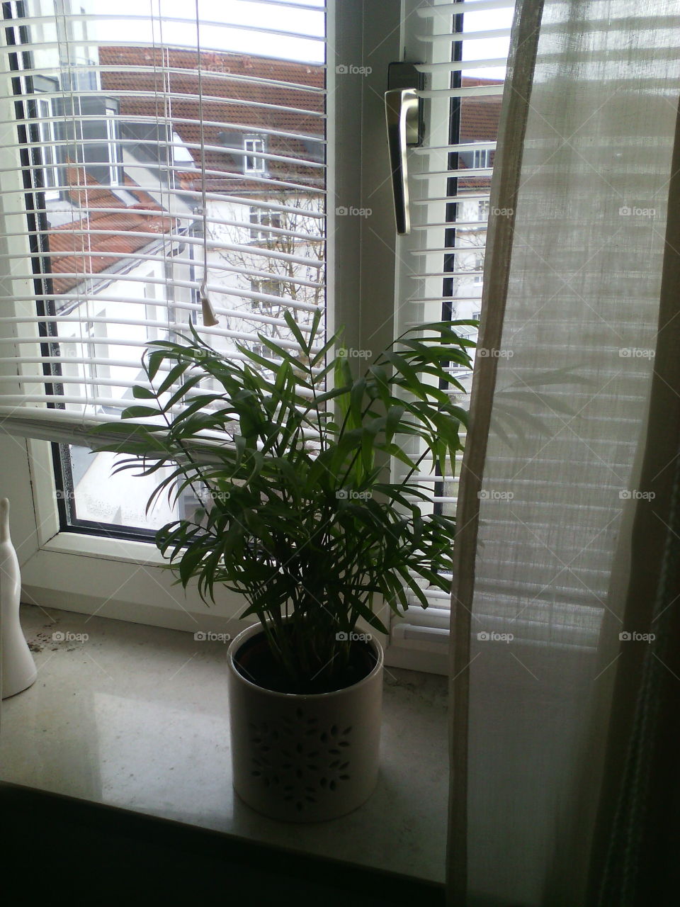 green house plant in the window