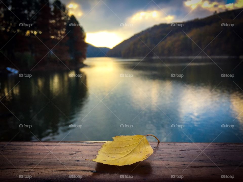 Yellow autumn leaf on wooden fence with lake and forest in the background 