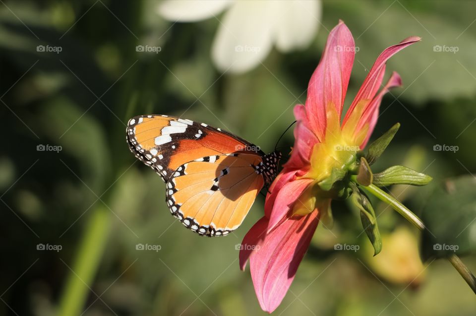 butterfly sucking flower nectar