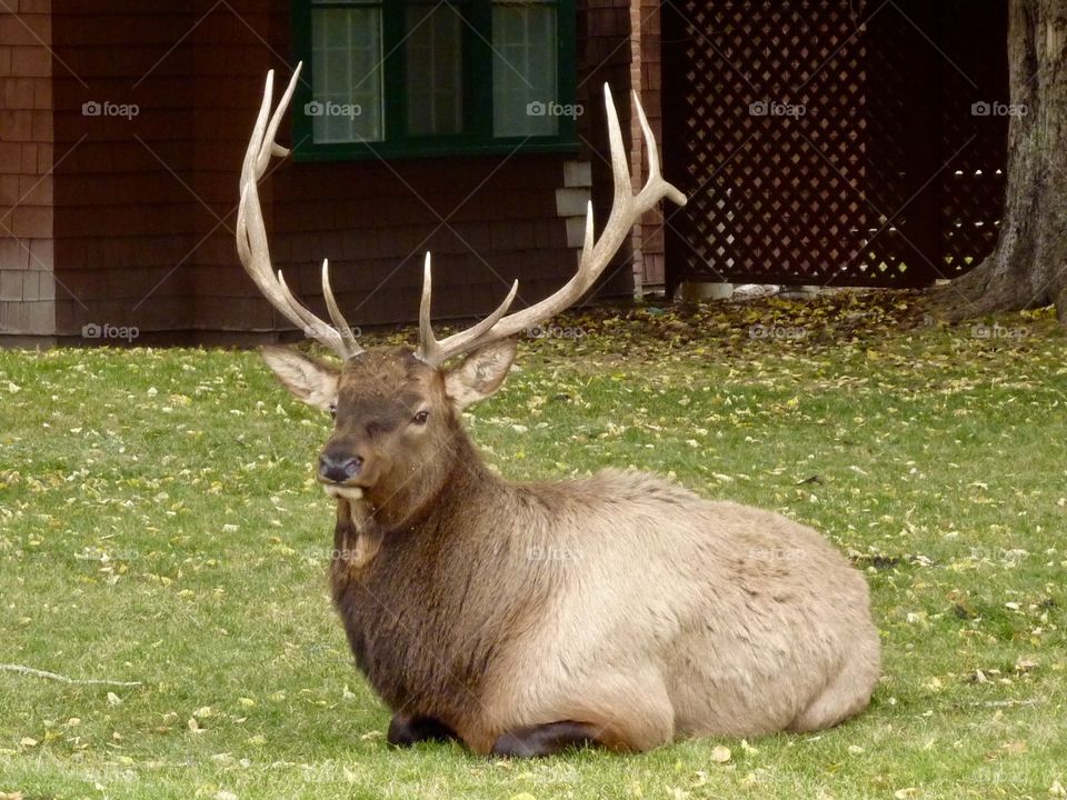 Resting Elk