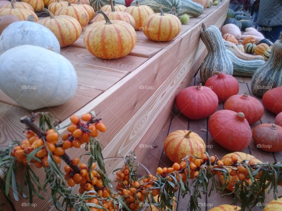 harvest of pumpkins