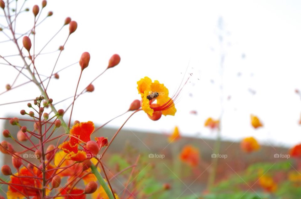 Bright Flowers