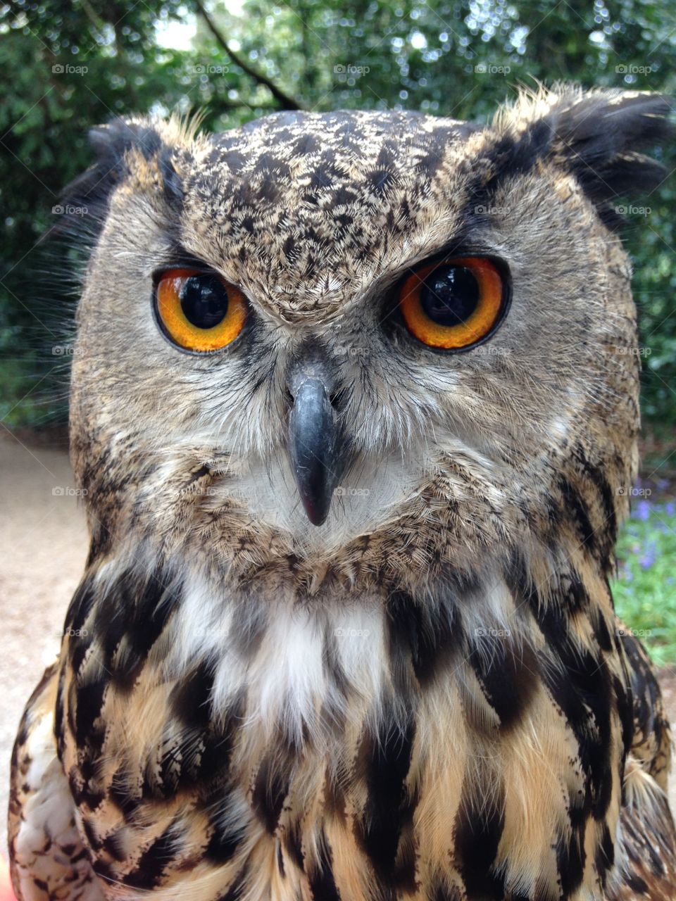 Eagle Owl. Eagle Owl Sherwood Forest