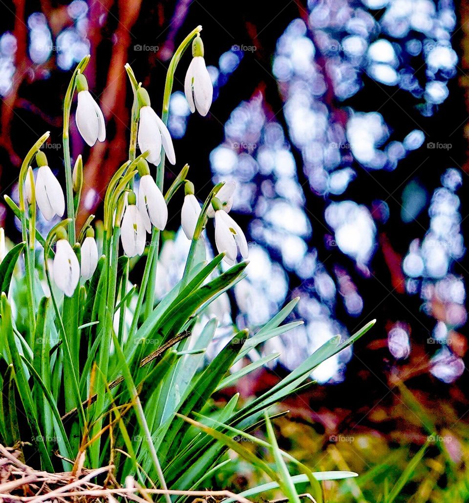 Snowdrop flowers a beautiful treasure in the forest
