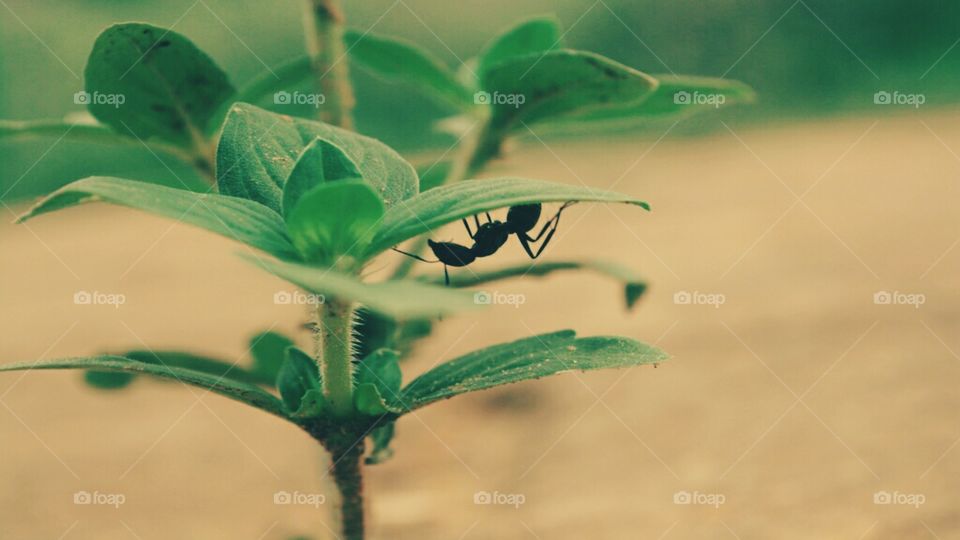 ant under leaf