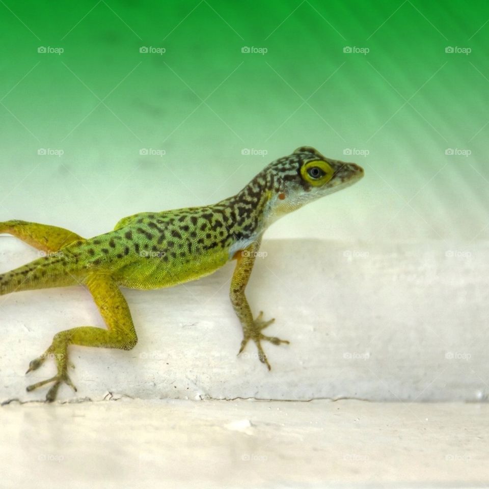 Gecko in Antigua