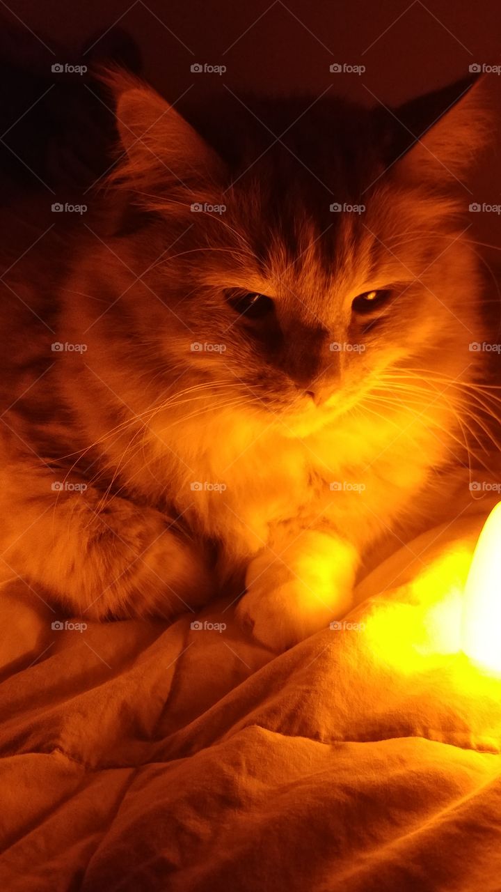 glow cat