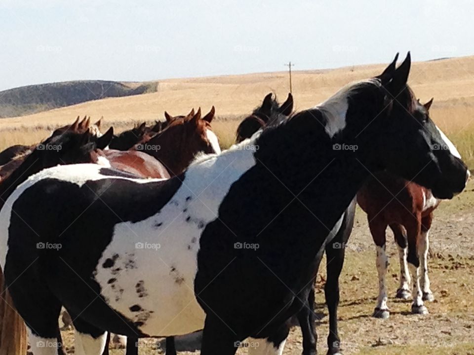 Mammal, Livestock, Farm, Cow, Agriculture