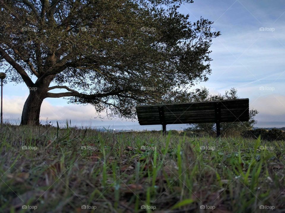 The tree, the bench and the sea