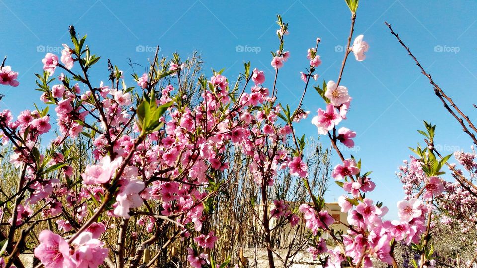 Blossoming apricot tree on the Italian island of Ischia