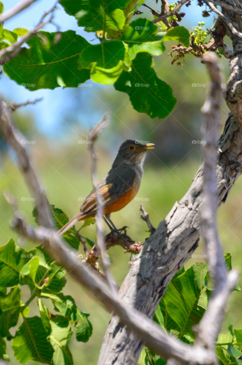 Sabiá de coroa de papo laranja 