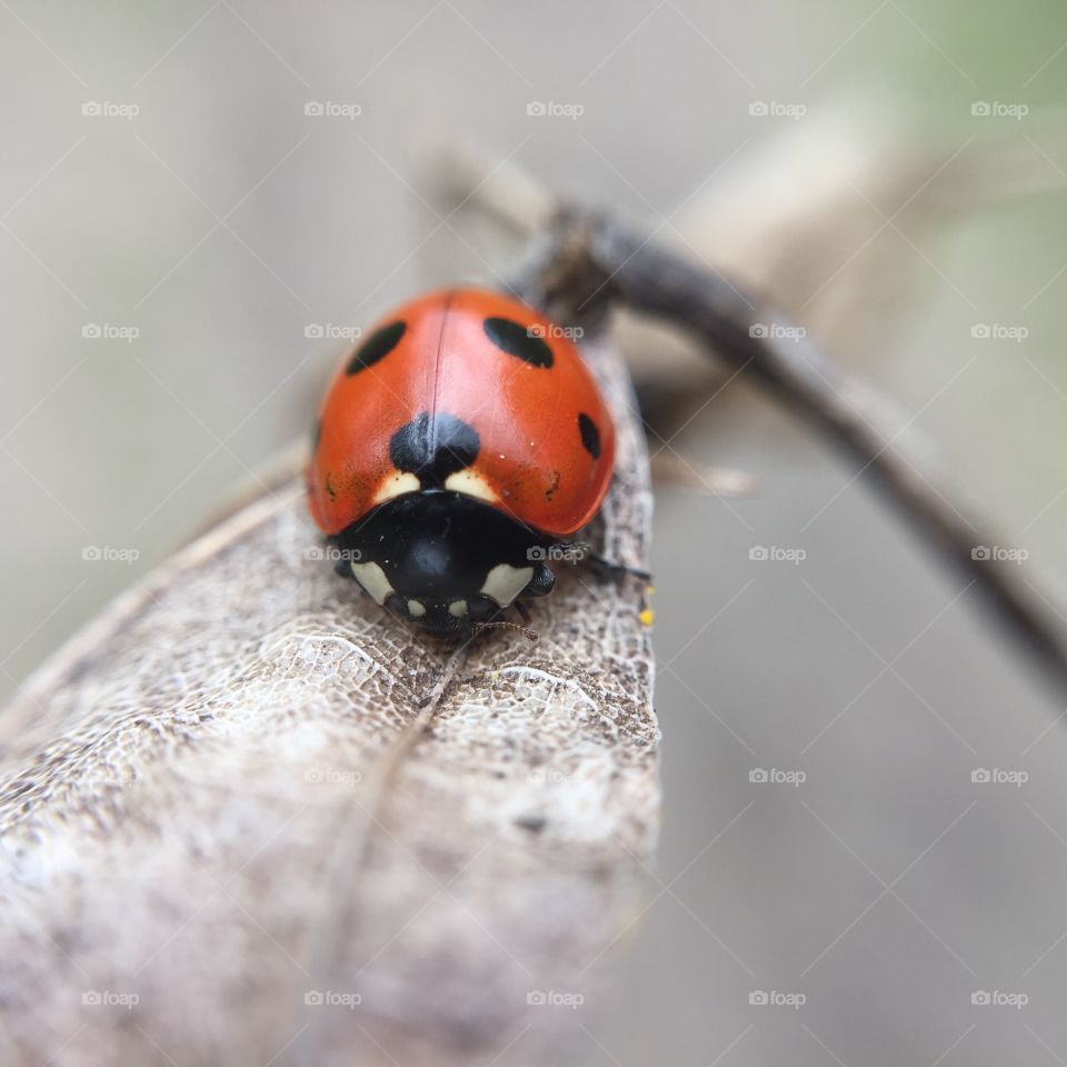 Ladybug, Beetle, Insect, Biology, Tiny