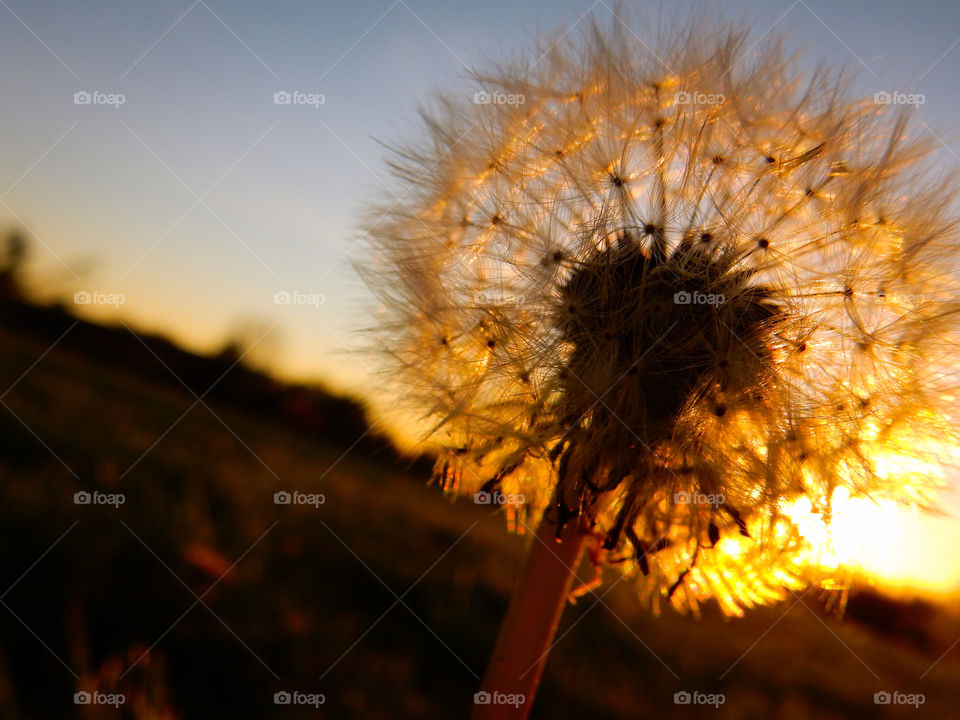 Sunset behind dandelion