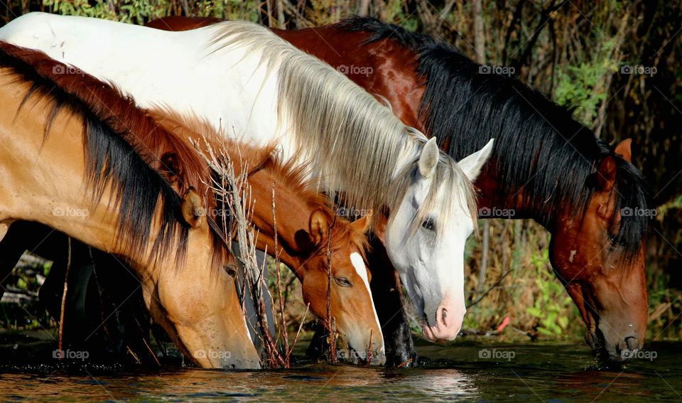 Wild Filly and Her Family