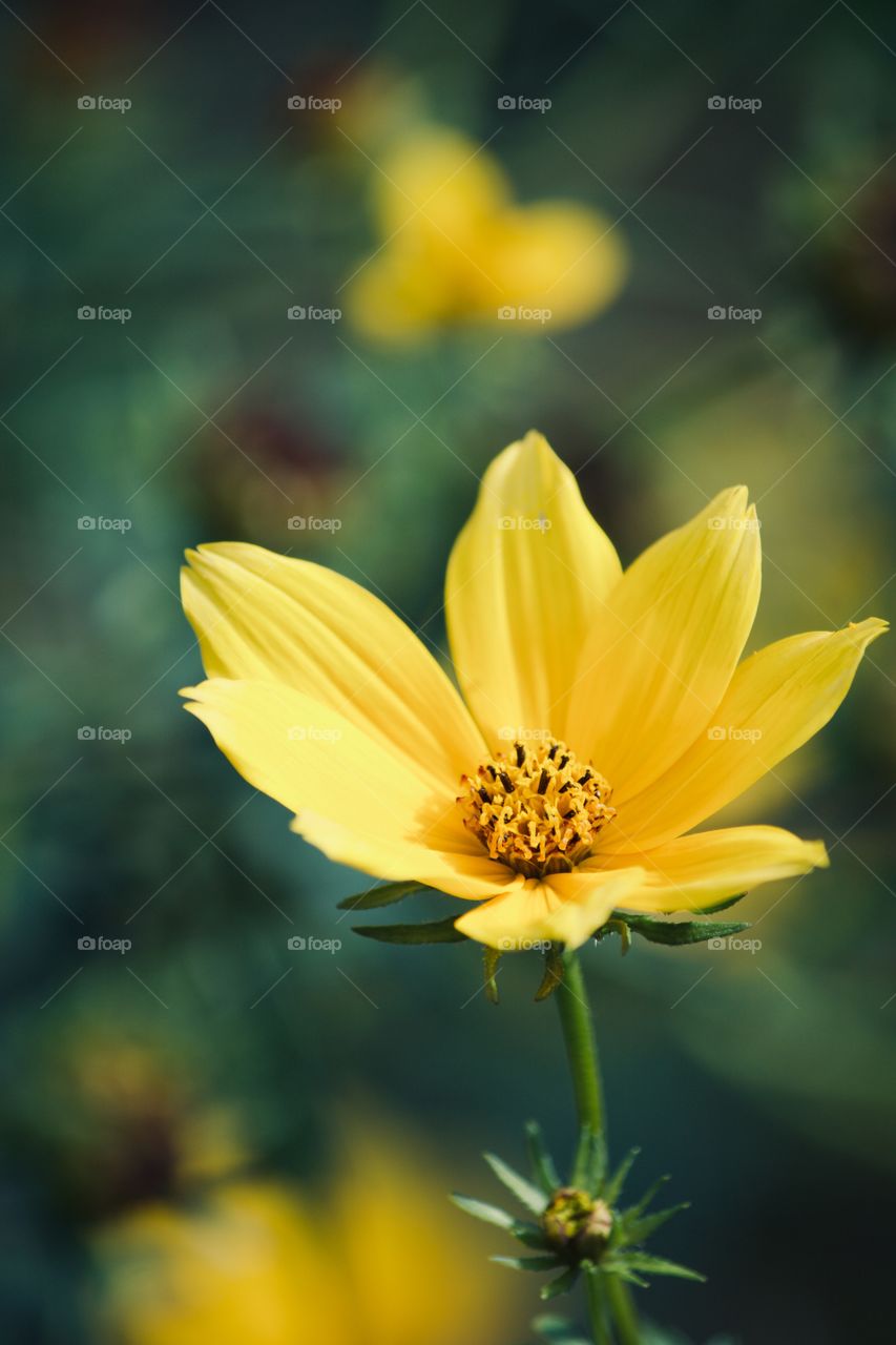Yellow wildflower in the field 