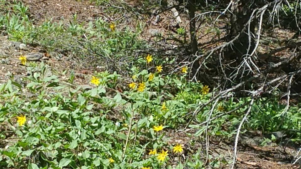 Pretty little yellow wildflowers