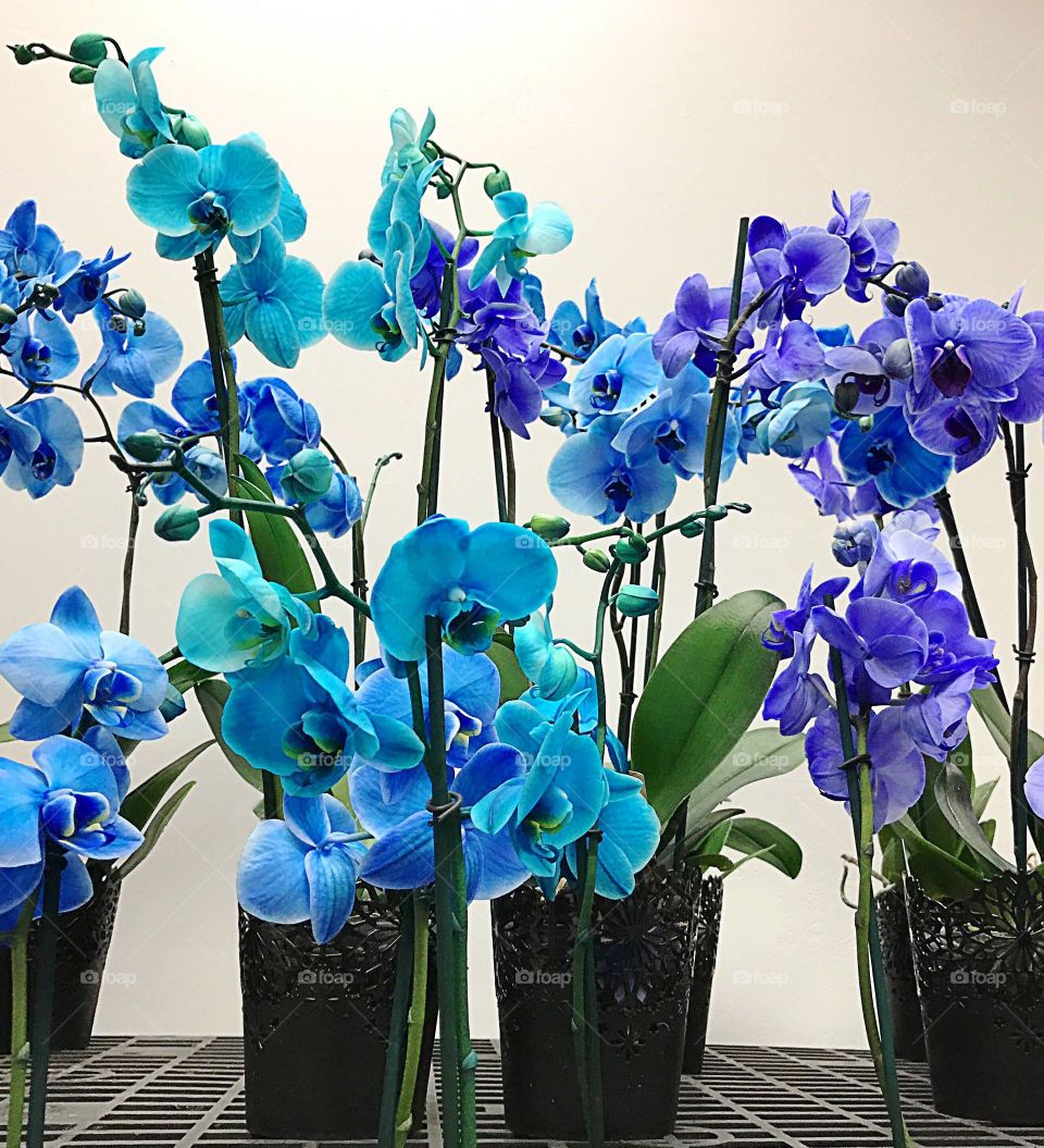 Blue orchids 