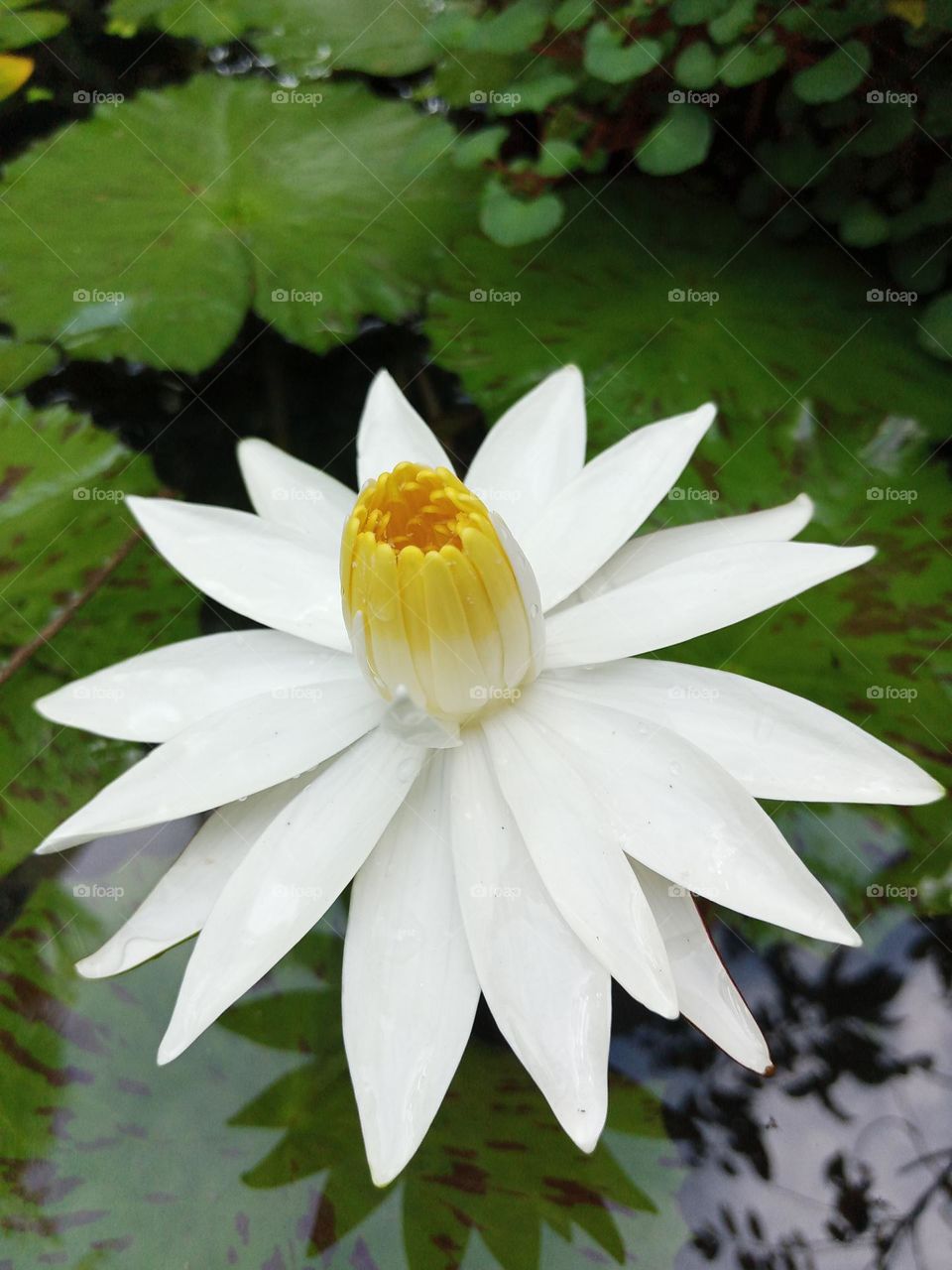 White lotus