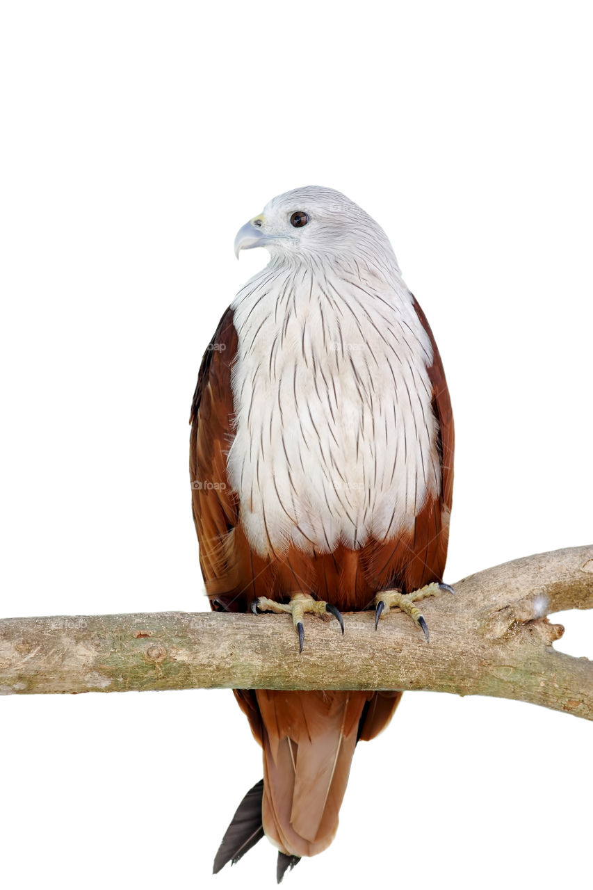 Eagle bird closed up