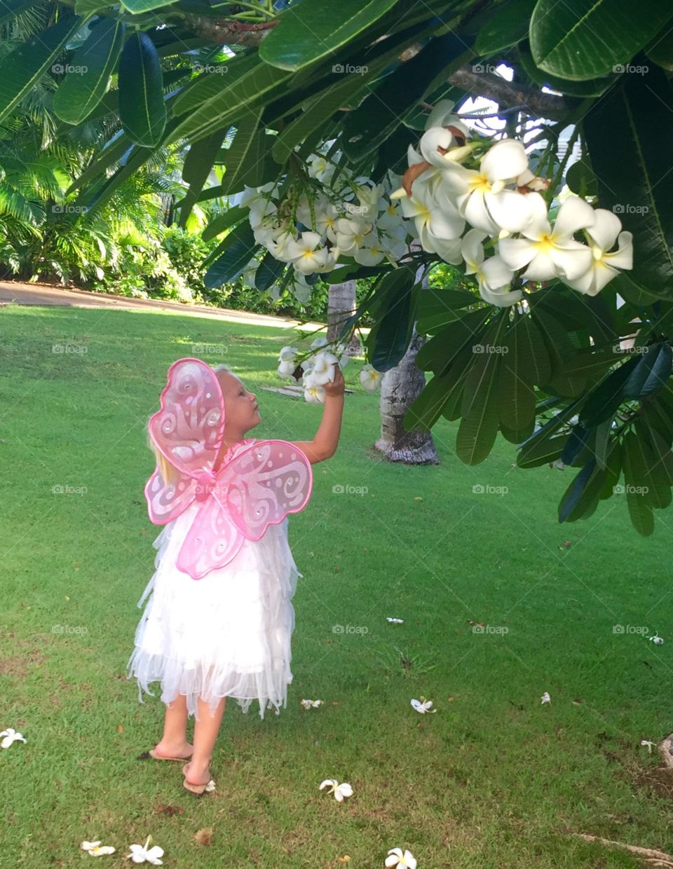 Flower, Nature, Frangipani, Summer, Beautiful