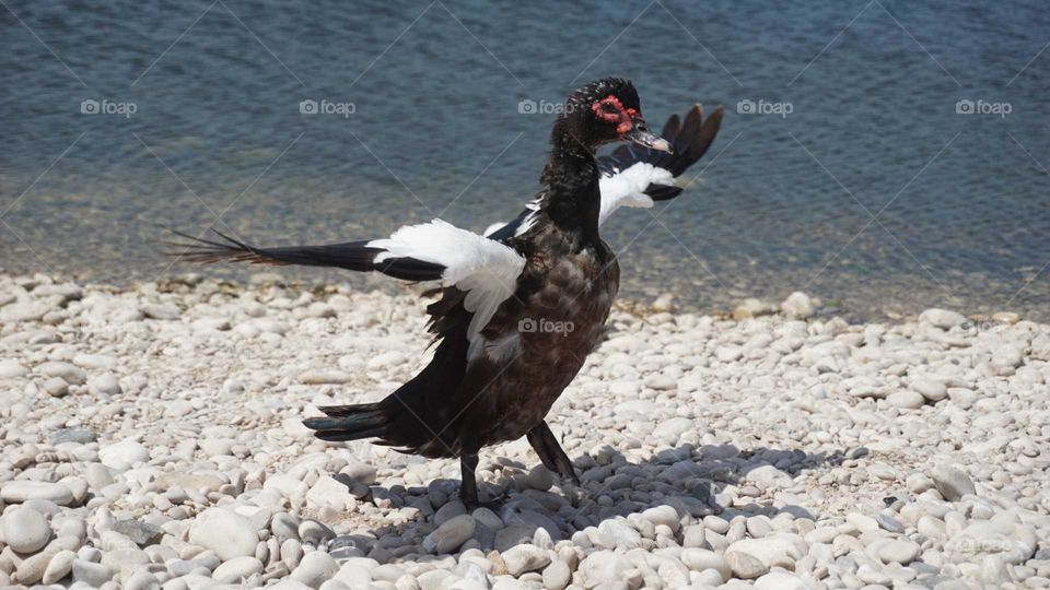 Duck#wind#lake#nature