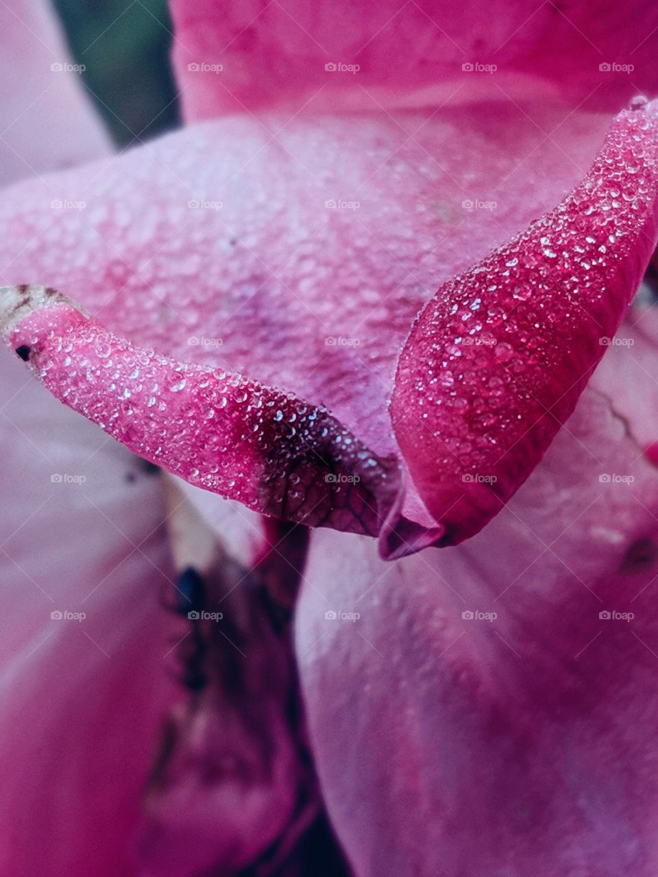 tiny dew drops on rose flower petals