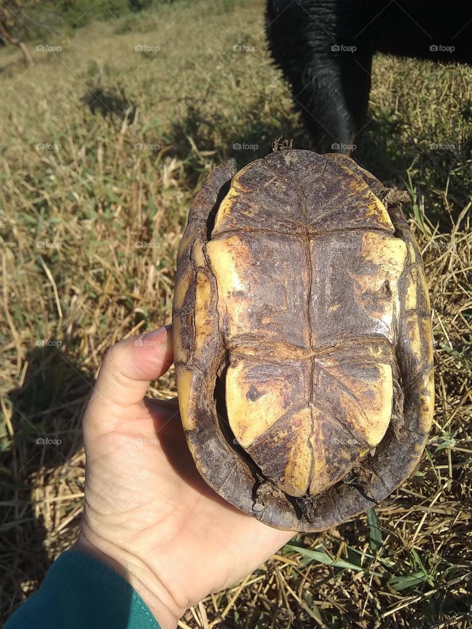 tortoise carcass