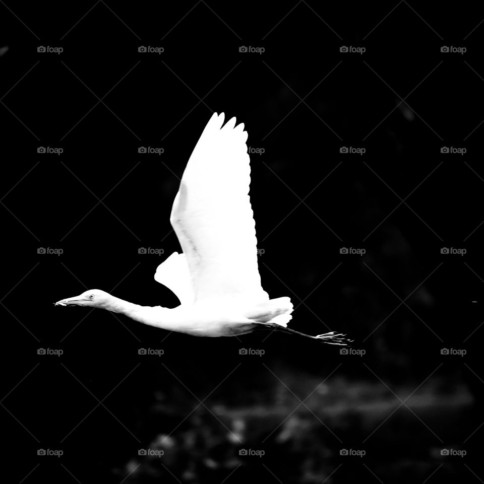 A white crane captured mid flight showcasing its wingspan... Standing out in the dark background... Giving off vibes of pure elegance and serenity