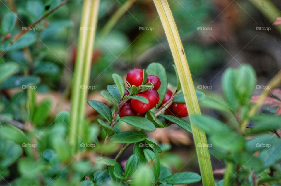 Autumn joy