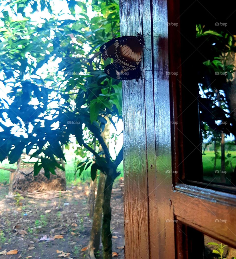 Beautiful butterfly perched on a wooden window against on green nature view