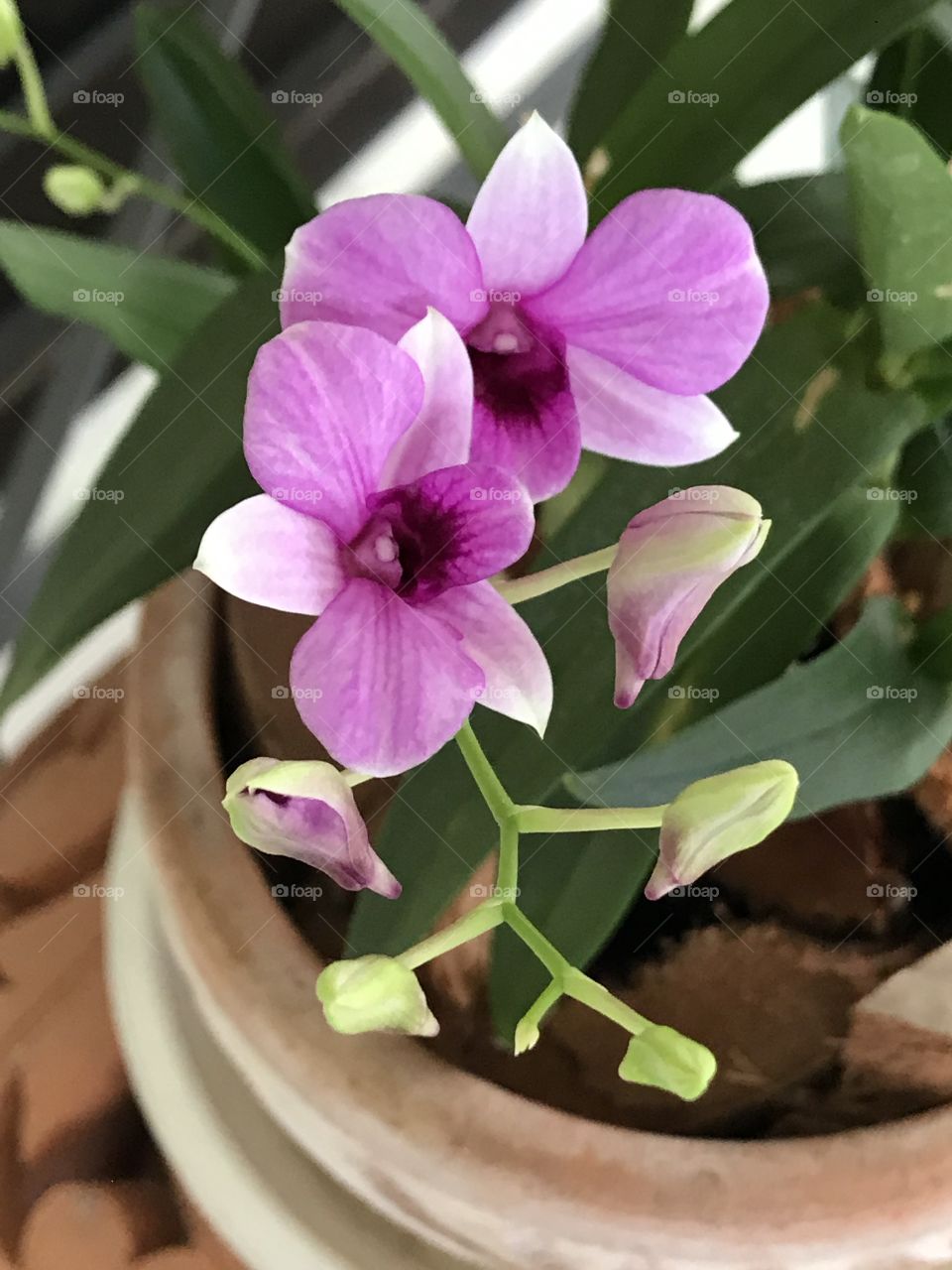 Orchid flower plant in Thailand 