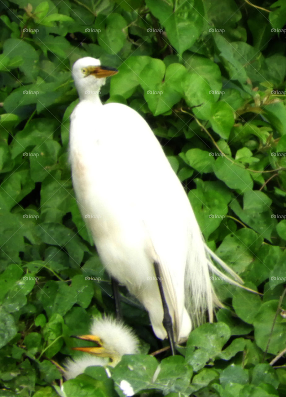 White Egret with her babies