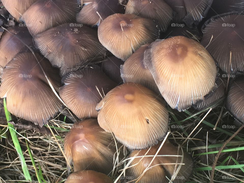 Mushroom Colony 