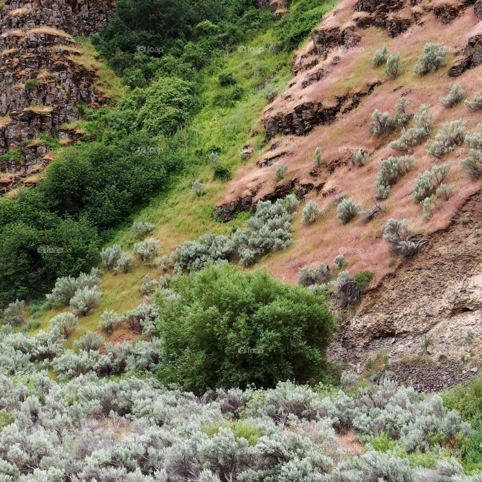Lush green bushes and trees growing on the side of a steep rugged hill in Eastern Oregon on a spring day. 