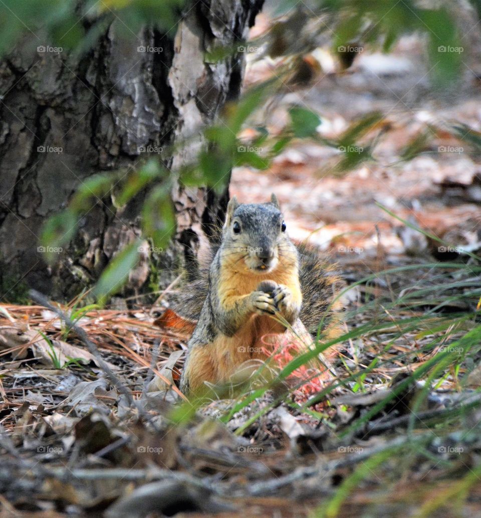 squirrel enjoying a nut
