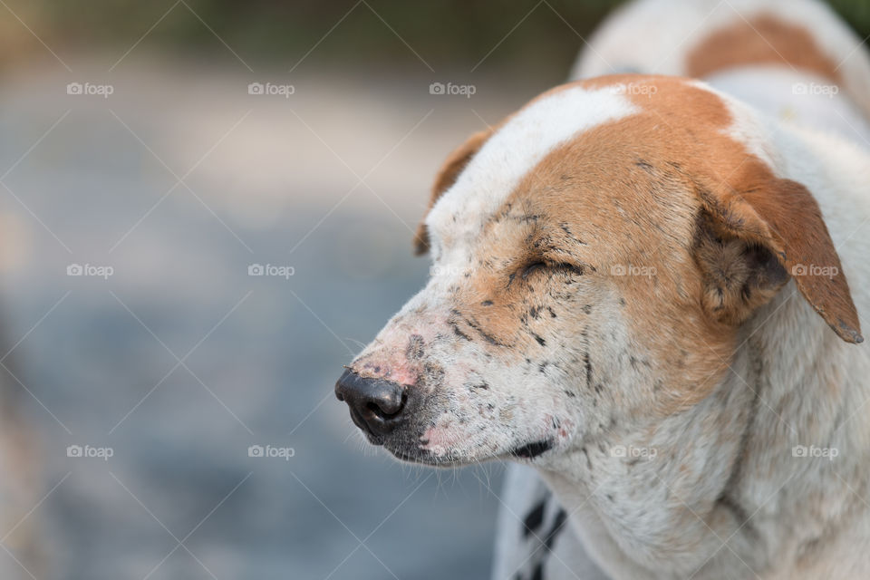 Mammal, No Person, Animal, Nature, Portrait