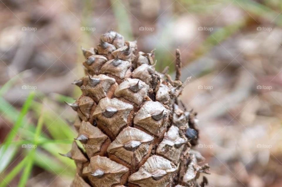 Pinecone