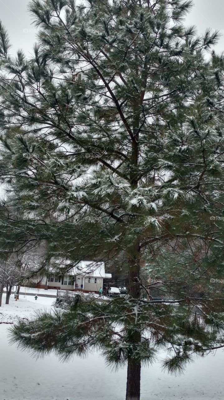 Tree, Winter, Landscape, Snow, Pine