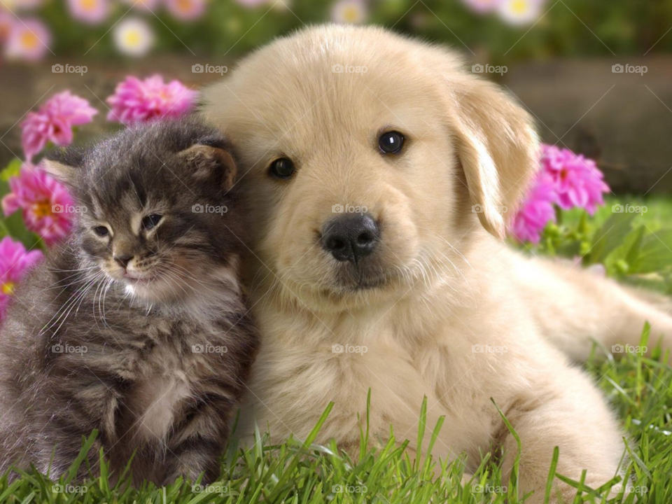 Cat and dog 