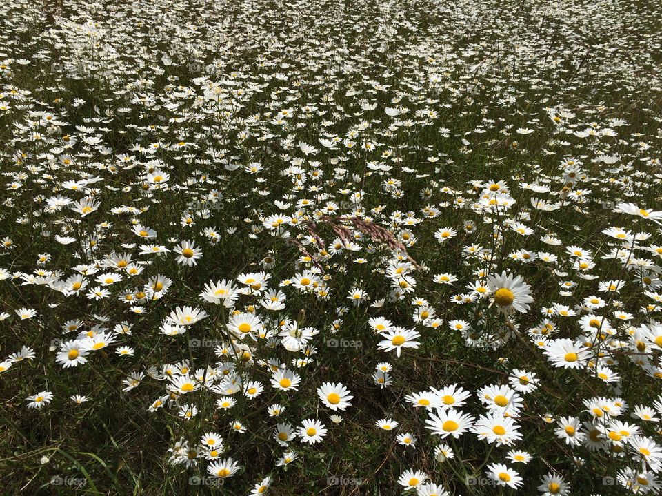 White fields of summer. East Sook Regional Park