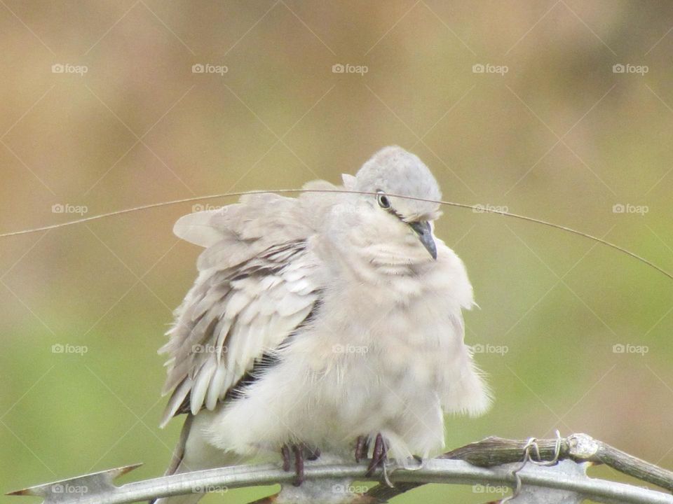 Rare Albino Dove
