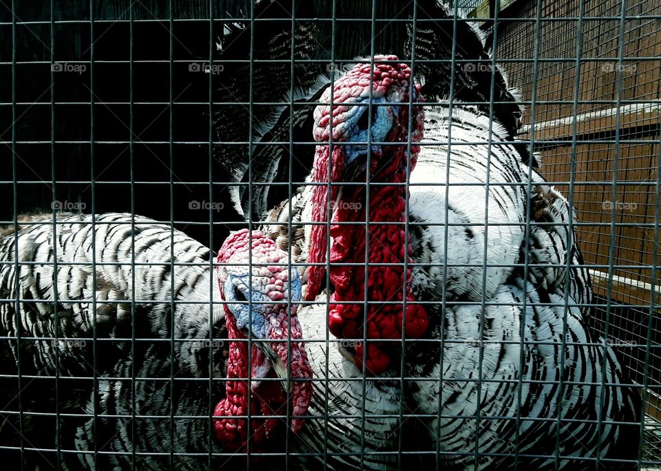 Turkeys with blue faces