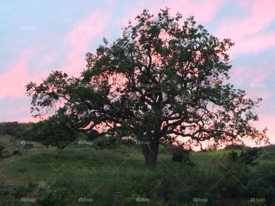 Oak Tree at sunset 