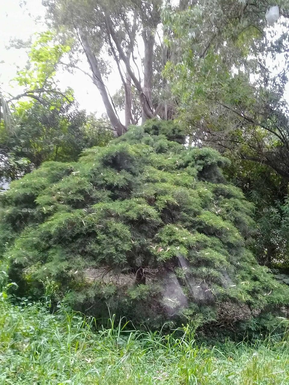 parque de coníferas y eucaliptos