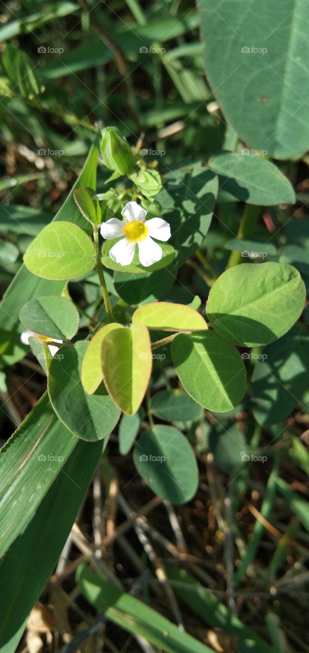 Calincing soil "Oxalis barrelieri" is one of the flowering plants, herbal plants, medicinal plants derived from Genus oxalis, this plant grows wild in the yard or rice field.