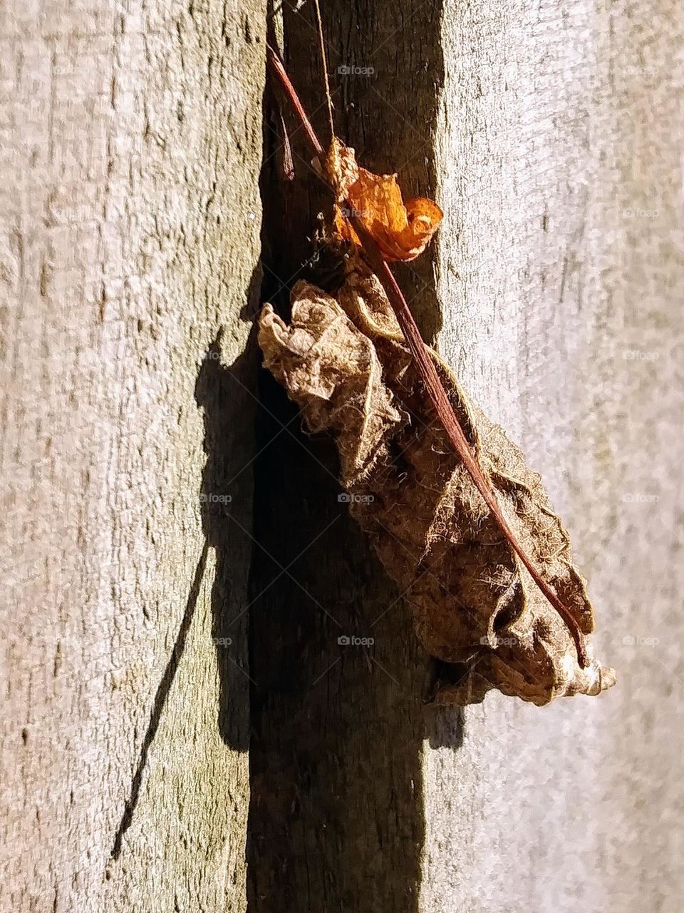 dry leaf stuck on a fence