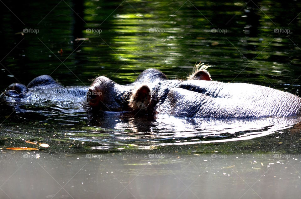 hippopotamus