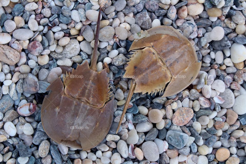 Horseshoe crabs 🦀 washed up on shore