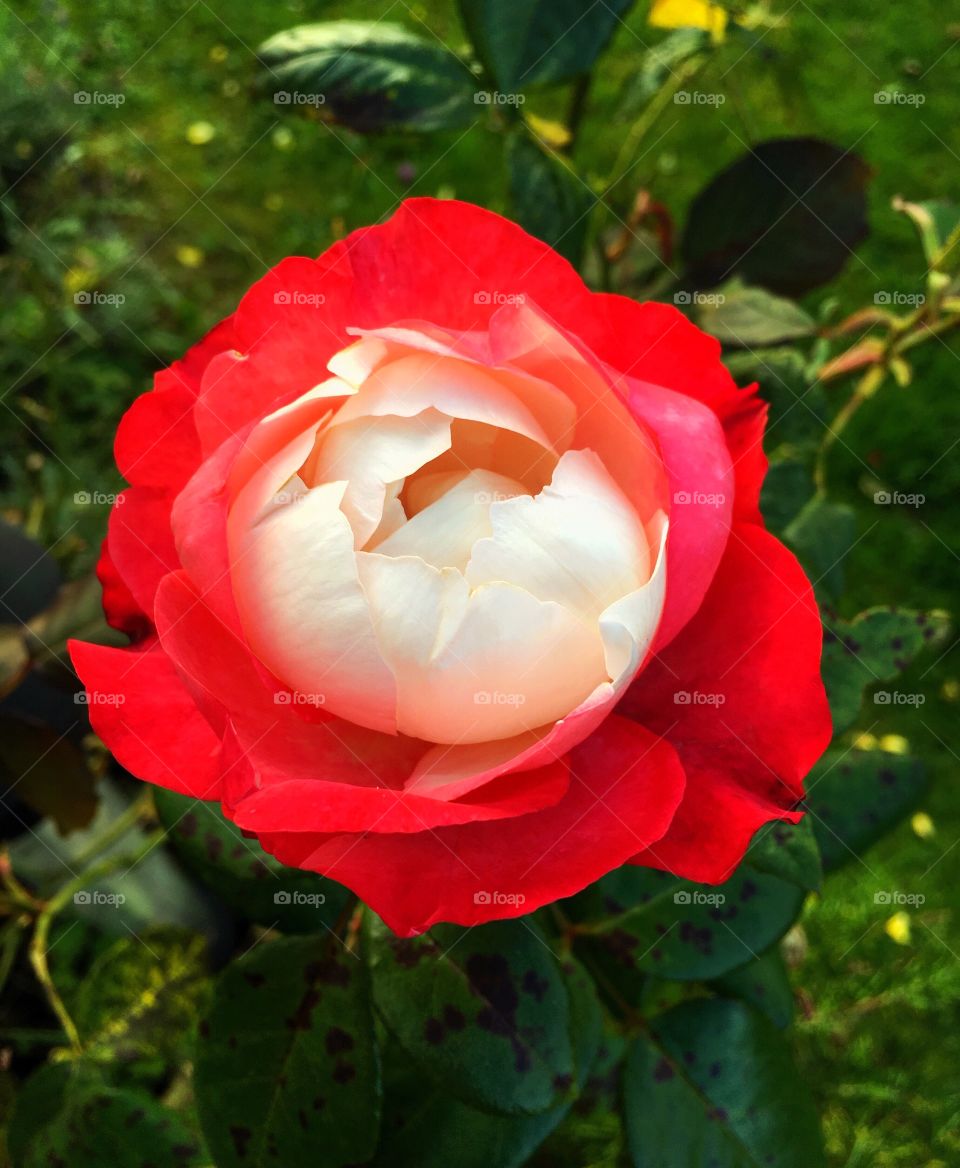 Blossom of rose flower at bush